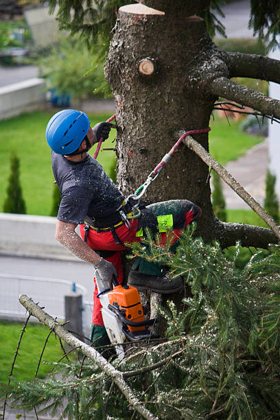 Professional  Tree Services in Drexel Hill, PA